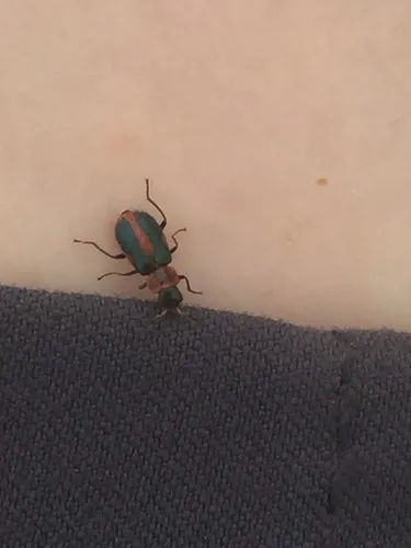 Striped Collops