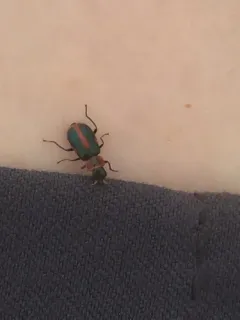 Striped Collops thumbnail 1