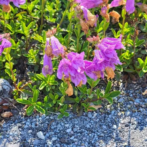 Cardwell's Beardtongue