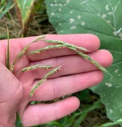 Giant Fescue thumbnail 3