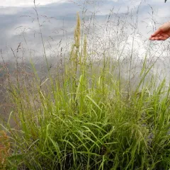 American manna grass thumbnail 3