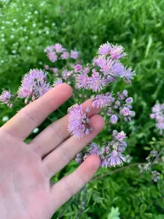 French meadow-rue thumbnail 3