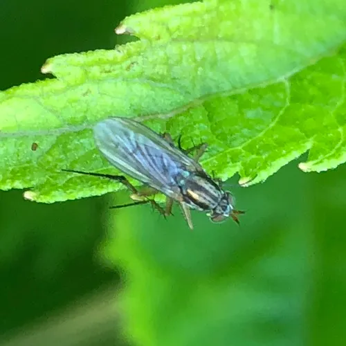 Dolichopus reflectus