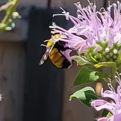 Morrison's Bumble Bee thumbnail 3