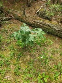 Lake Superior Blackberry thumbnail 3