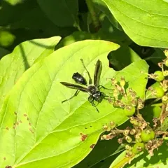 Eupathocera auripedis thumbnail 2
