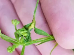 Dasineura carbonaria thumbnail 3
