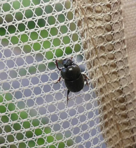 Lined Dung Beetle