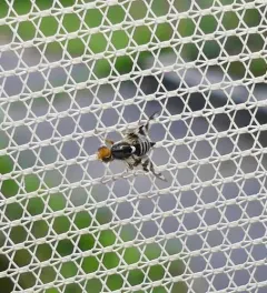 Rhagoletis striatella thumbnail 3