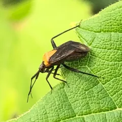 Variable Eastern Taedia thumbnail 2