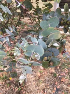 Silver-leaved mountain gum thumbnail 2