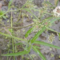 Cowbane thumbnail 2