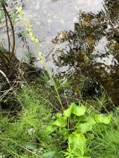Spiked Saxifrage thumbnail 3