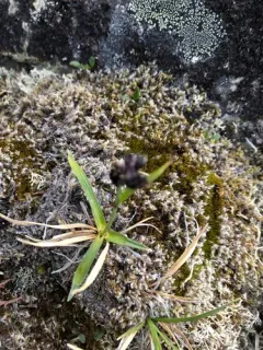 alpine tundra sedge thumbnail 3