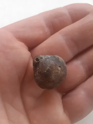 Vancouver Lampshell