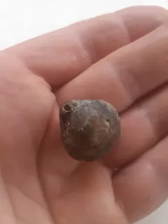 Vancouver Lampshell thumbnail 1