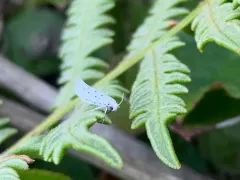Cherry Ermine thumbnail 3