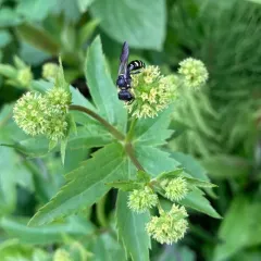 Ectemnius arcuatus thumbnail 3