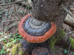 Northern Red Belt photo
