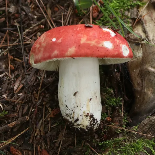 Russula flavisiccans