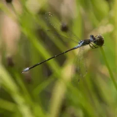 Northern Spreadwing thumbnail 3
