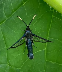 Western Willow Clearwing Moth thumbnail 2