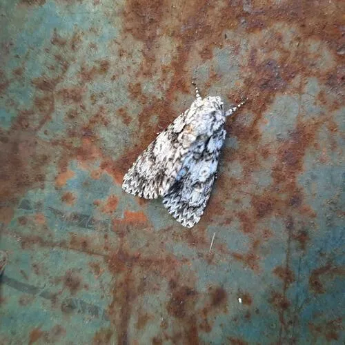 Marbled Oak Dagger