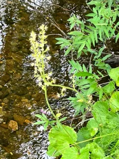 Spiked Saxifrage thumbnail 4