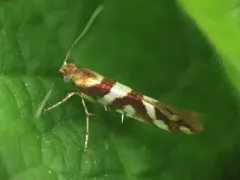 Bronze Alder Moth thumbnail 3