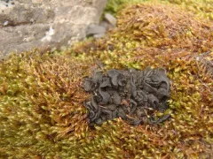 Enchylium expansum thumbnail 2