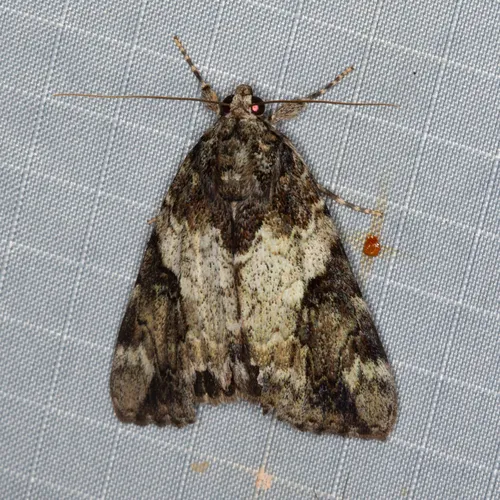 Little Nymph Underwing