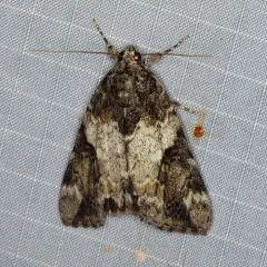 Little Nymph Underwing thumbnail 1