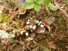 greater toad pelt lichen thumbnail 1