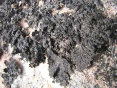 Punctured Rocktripe Lichen thumbnail 4