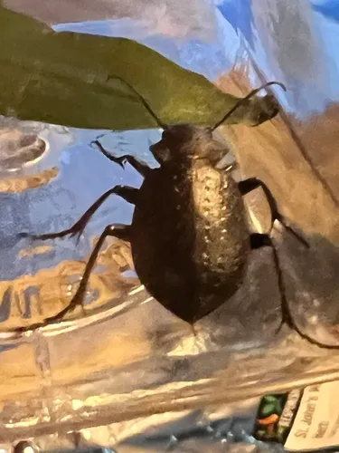 Calosoma subaeneum