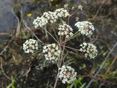Cowbane thumbnail 4