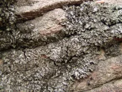 Least Shadow Lichen thumbnail 4