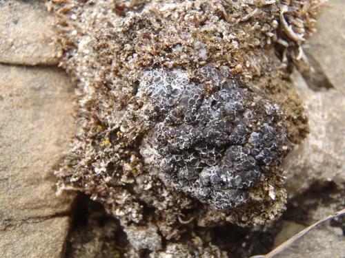 Brown-fuzz Lichen