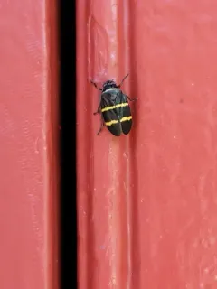 Two-lined Spittlebug thumbnail 3