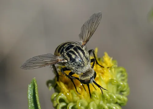 Toxophora maxima