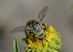 Toxophora maxima thumbnail 1