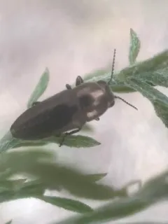 Sphenoptera jugoslavica thumbnail 2