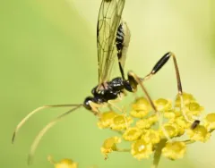 Spilopteron franclemonti thumbnail 3