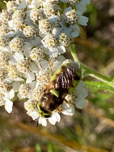 Stratiomys bruneri