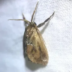Purple-crested Slug Moth thumbnail 1