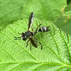 Physocephala marginata thumbnail 3