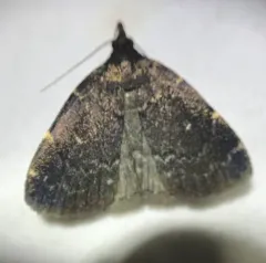 Julia's Idia Moth thumbnail 3