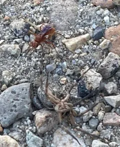 Western Red-tailed Spider Wasp thumbnail 4