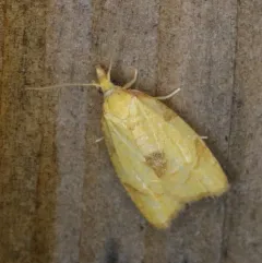 White-tailed Fruitworm thumbnail 3