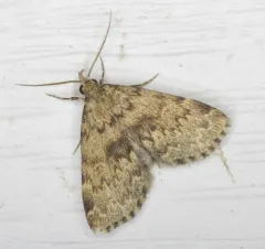 Toothed Idia Moth thumbnail 3